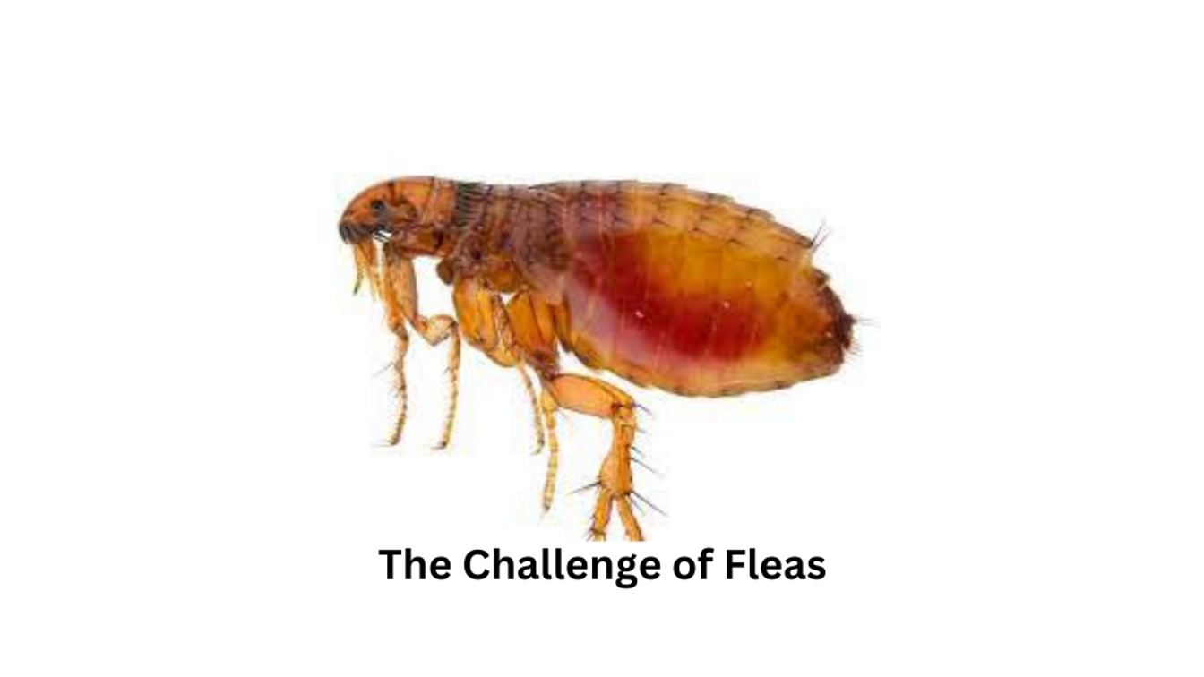 Mid Week Update - “The Challenge of Fleas”